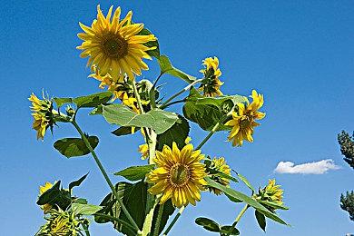 《Spectre Divide》下调皮肤售价 总监：以9成玩家白嫖定价